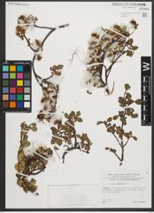 Foto von Salix retusa L.